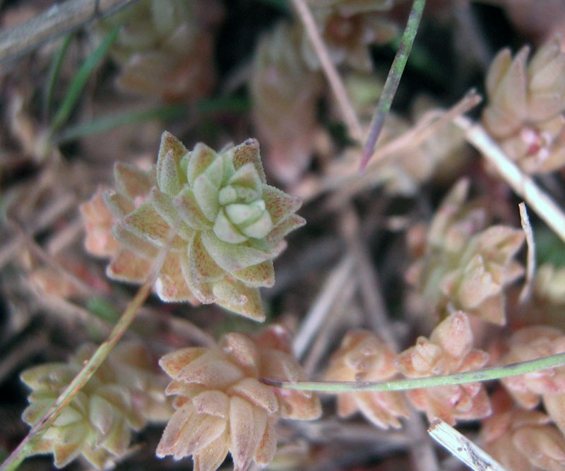 Image of Macrosepalum tetramerum specimen.