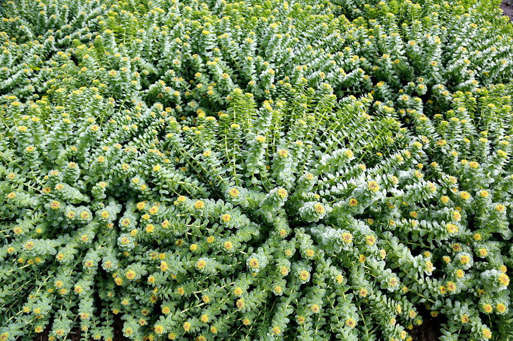Изображение особи Rhodiola rosea.