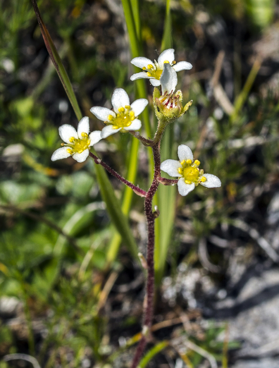 Image of Saxifraga cartilaginea specimen.