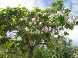 Catalpa bignonioides