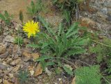 Leontodon caucasicus