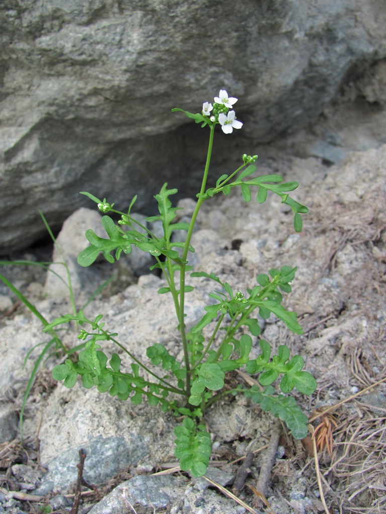 Image of Murbeckiella huetii specimen.