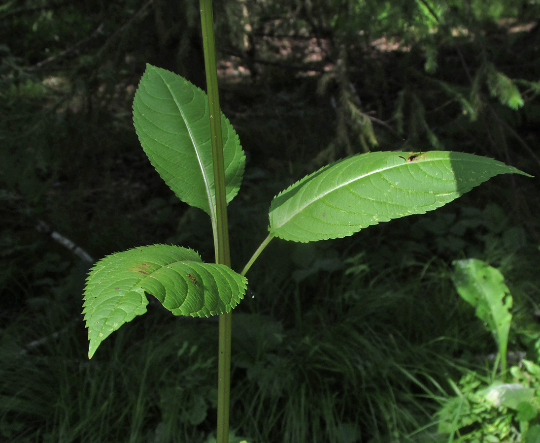 Image of Impatiens glandulifera specimen.