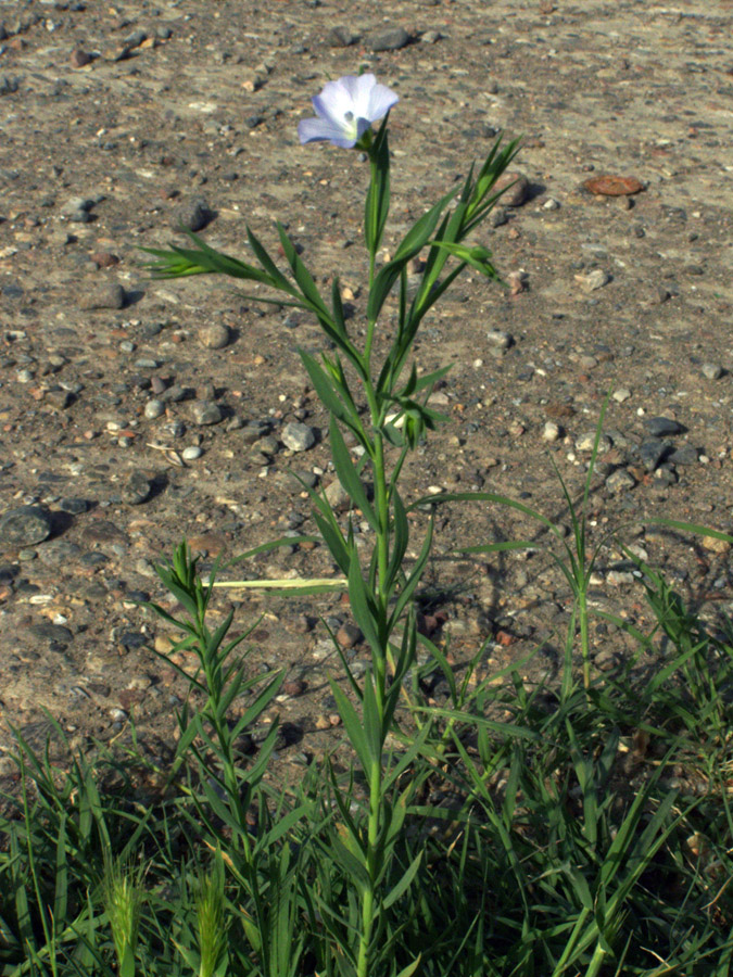 Image of Linum humile specimen.