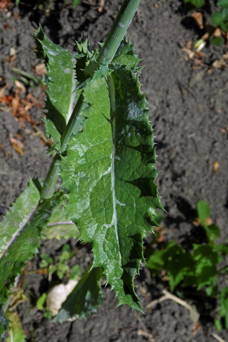 Image of Sonchus asper specimen.