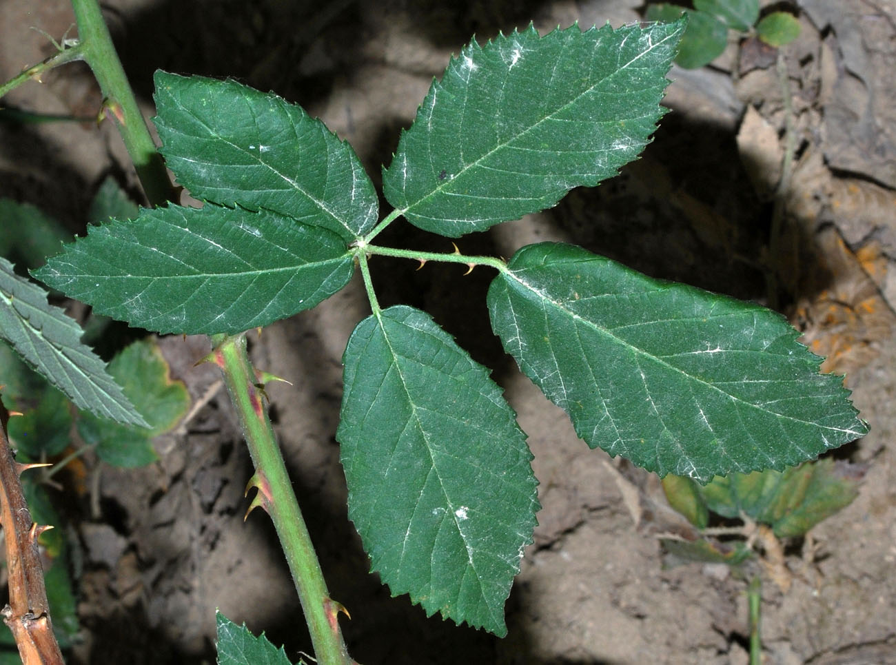Image of Rubus praecox specimen.