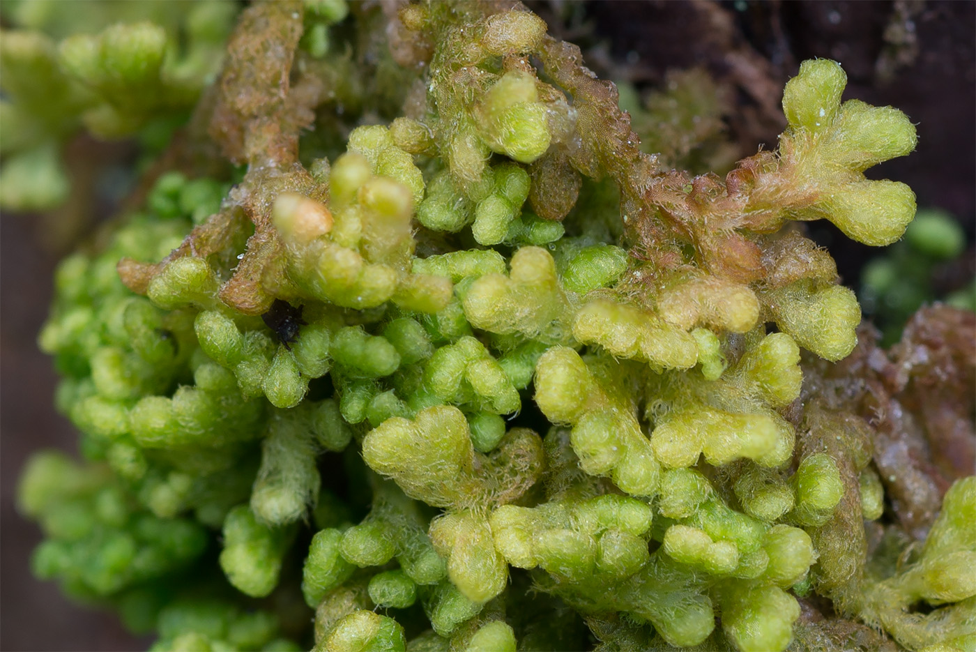 Image of Ptilidium pulcherrimum specimen.
