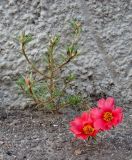 Portulaca grandiflora