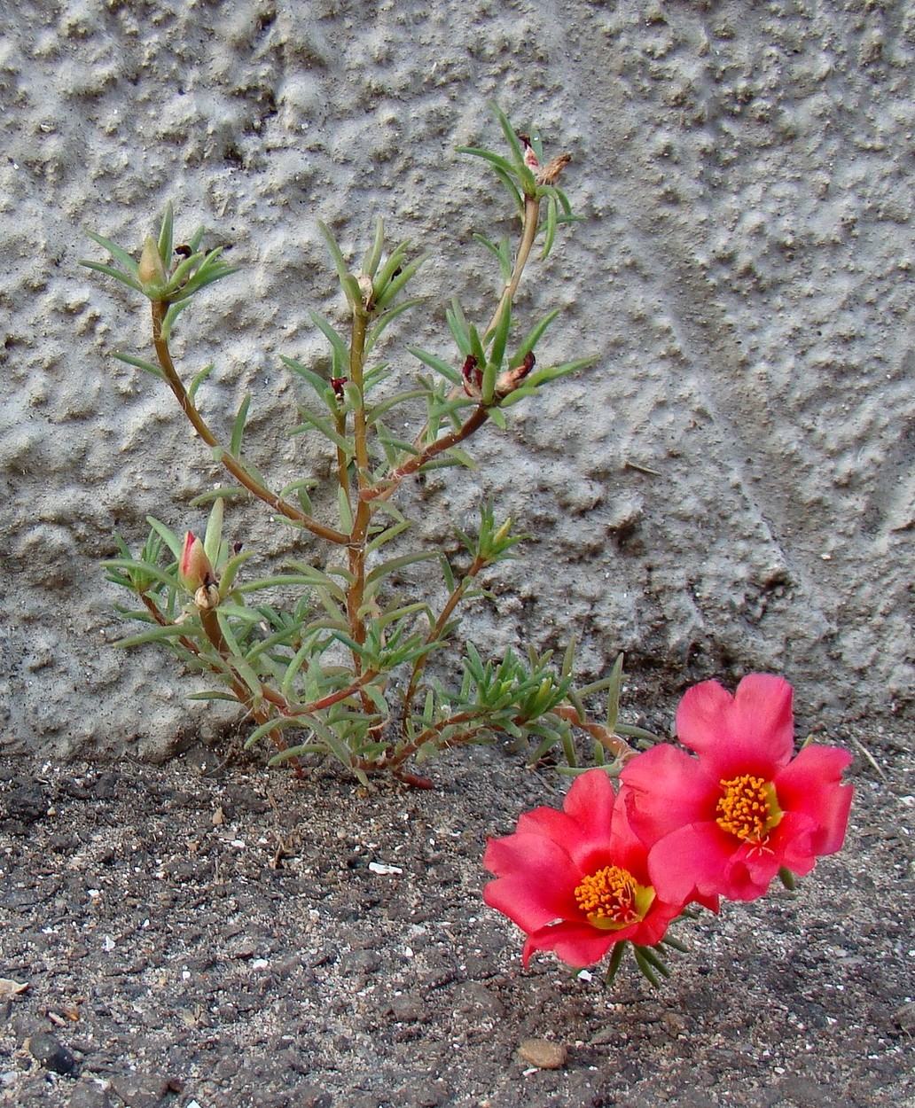 Изображение особи Portulaca grandiflora.