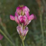 Hedysarum songoricum