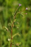 Epilobium montanum. Верхушка цветущего растения. Ленинградская обл., Всеволожский р-н, окр. пос. Куйвози, садоводство, дикорастущее на участке. 09.07.2017.