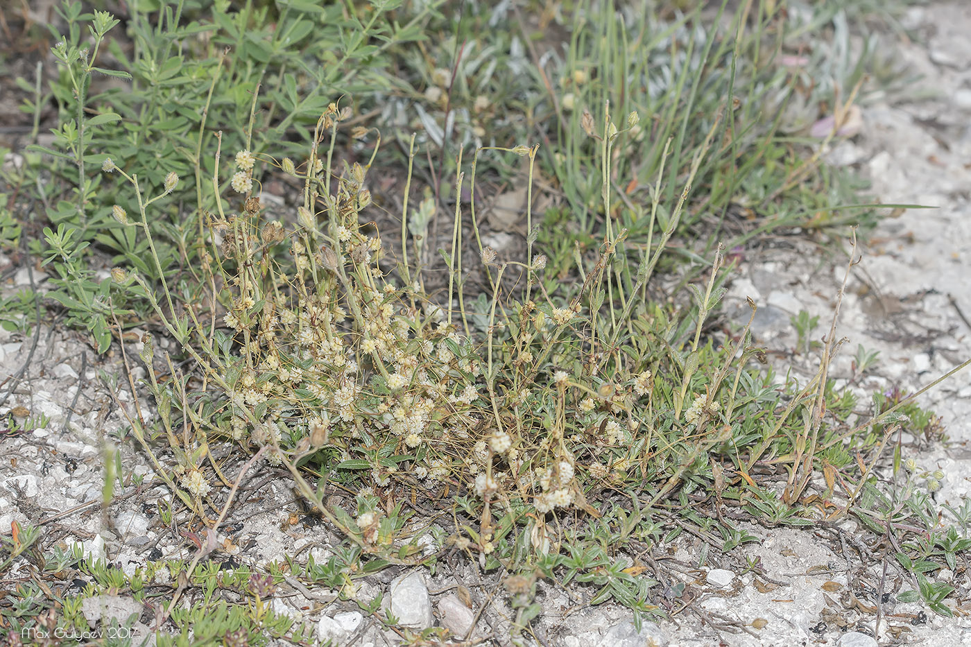 Image of genus Cuscuta specimen.
