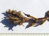 Image of taxon representative. Author is Сергей Банкетов