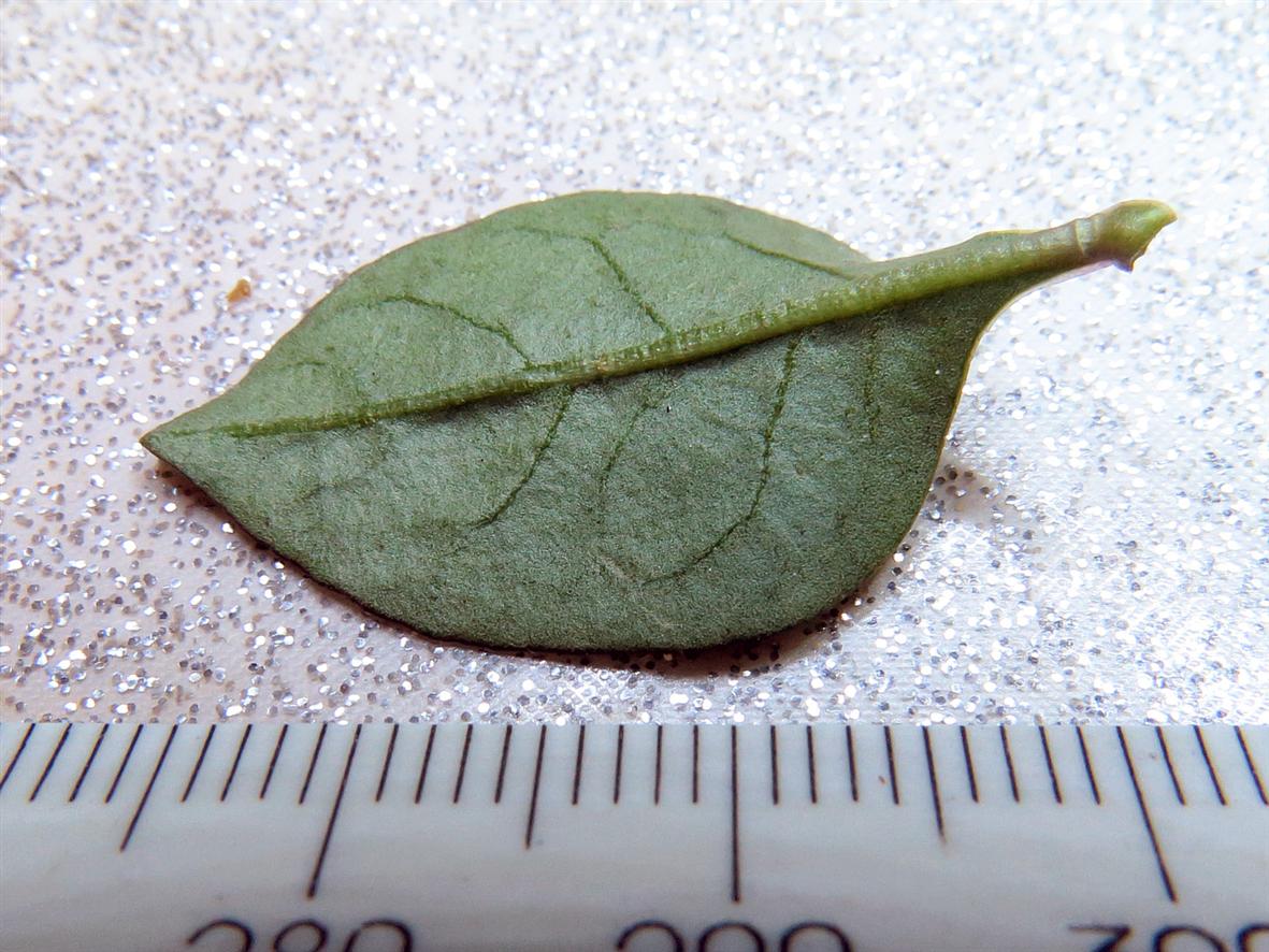Image of Lycium chinense specimen.