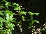 Ribes spicatum. Верхушки веточек с соцветиями. Иркутская обл., Шелеховский р-н, окр. с. Шаманка, на берегу р. Шаманка. 22.05.2017.