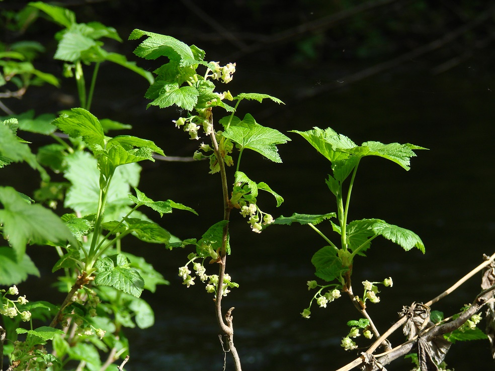 Изображение особи Ribes spicatum.