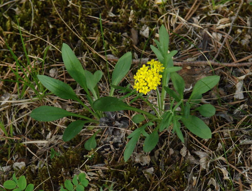 Изображение особи Patrinia sibirica.