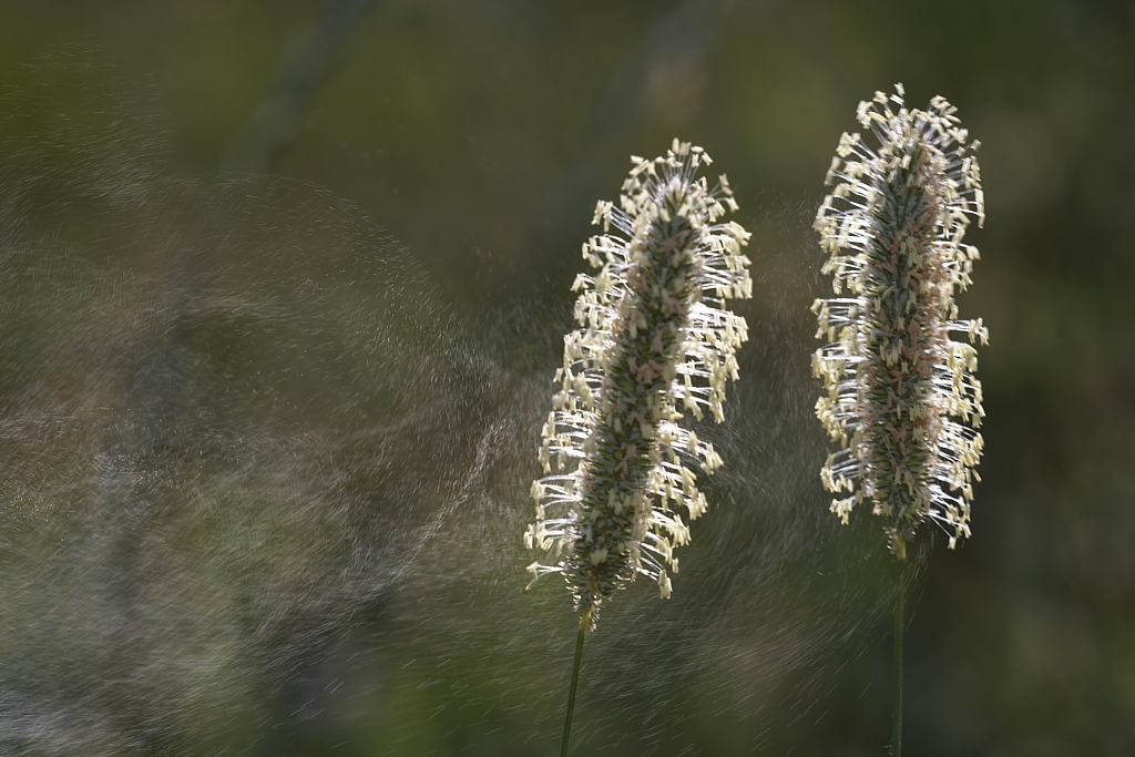 Image of Phleum pratense specimen.