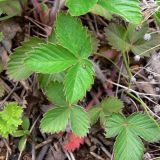 Fragaria vesca