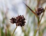 Luzula multiflora subspecies sibirica. Соплодие. Коми, Интинский р-н, Приполярный Урал, хр. Малдынырд, левый борт р. Балбанъю, приводораздельное плато над каром оз. Грубепендиты. 30.07.2017.