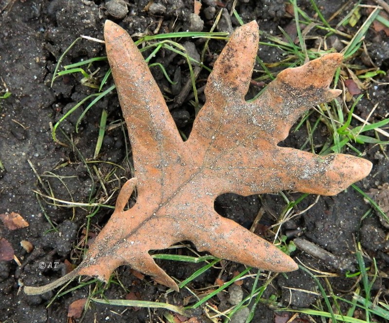 Изображение особи род Quercus.