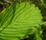 Fragaria campestris