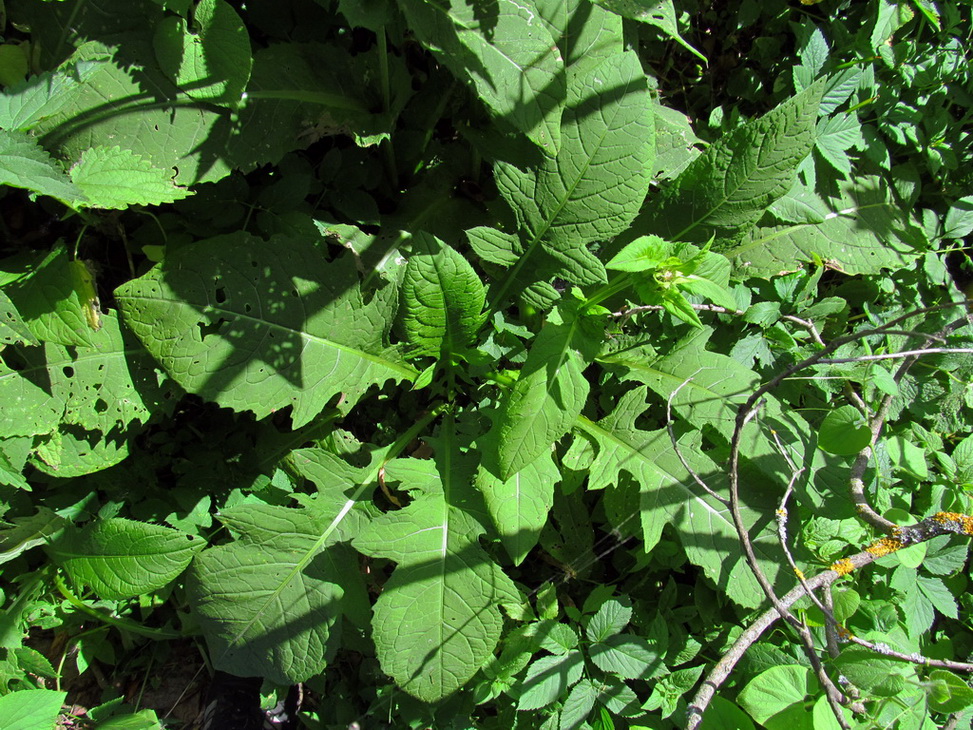 Изображение особи Cirsium oleraceum.