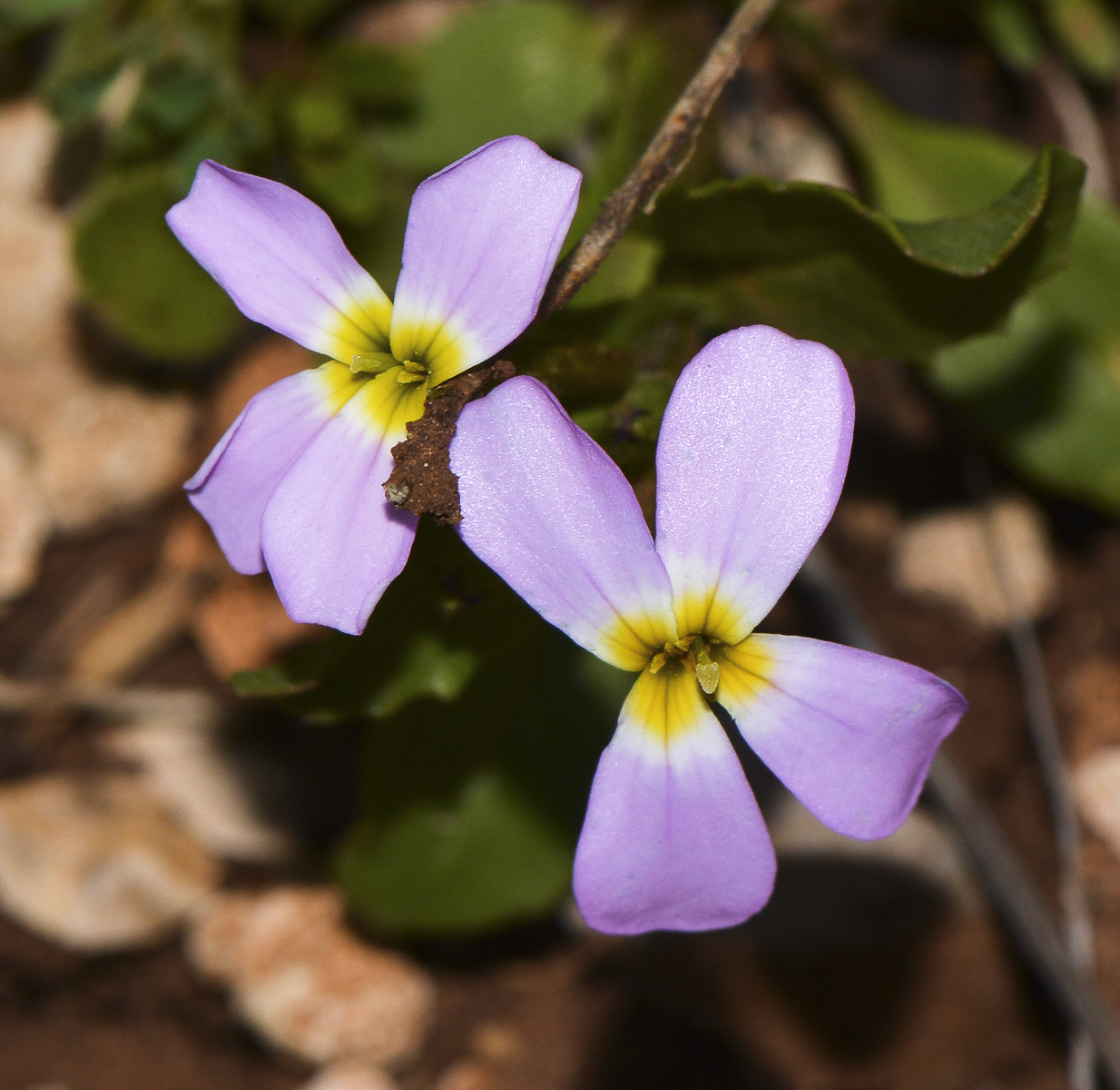 Image of Malcolmia crenulata specimen.