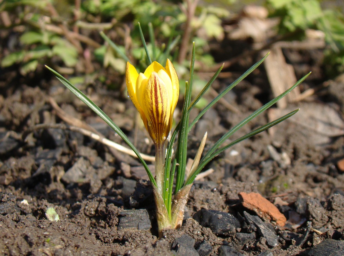 Изображение особи Crocus chrysanthus.