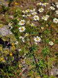 Pyrethrum parthenifolium. Верхушка побега с соцветиями. Абхазия, Рицинский реликтовый национальный парк, долина р. Аджарра, ≈ 2000 м н.у.м., каменистый склон. 12.07.2017.