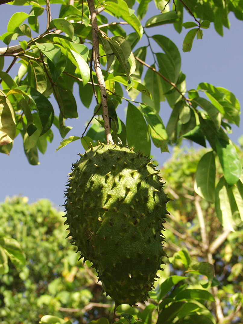 Image of Annona muricata specimen.