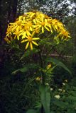 Senecio nemorensis