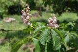 Aesculus hippocastanum. Верхушка ветви с соцветиями (махровая форма, культивар 'Baumannii'). Грузия, г. Тбилиси, Центральный ботанический сад АН Грузии, поляна на берегу ручья, в культуре. 15.05.2017.