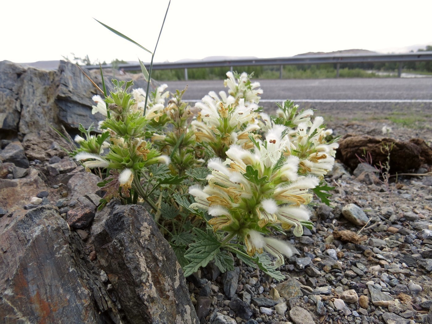 Image of Panzerina canescens specimen.