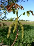 Juglans regia