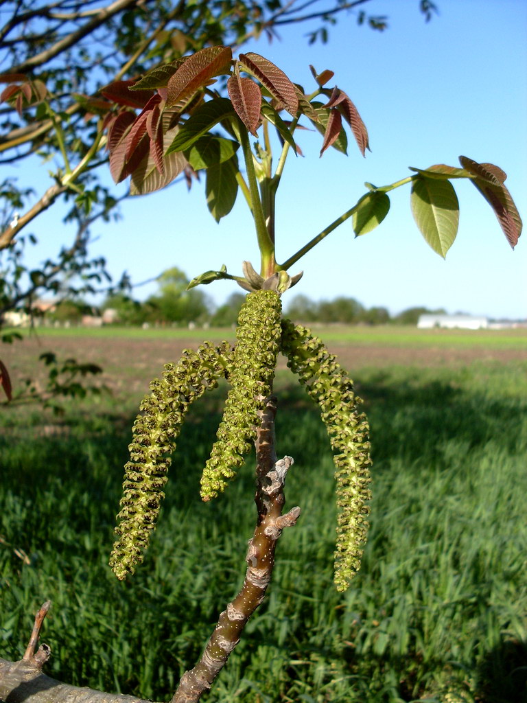 Image of Juglans regia specimen.