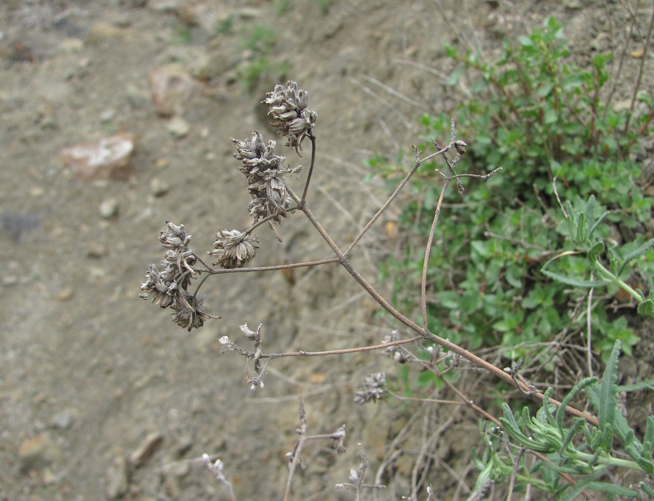 Изображение особи Teucrium capitatum.