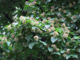 Acer tataricum. Часть кроны цветущего дерева. Украина, г. Киев, Южная Борщаговка, ул. Симиренко. 21 мая 2010 г.