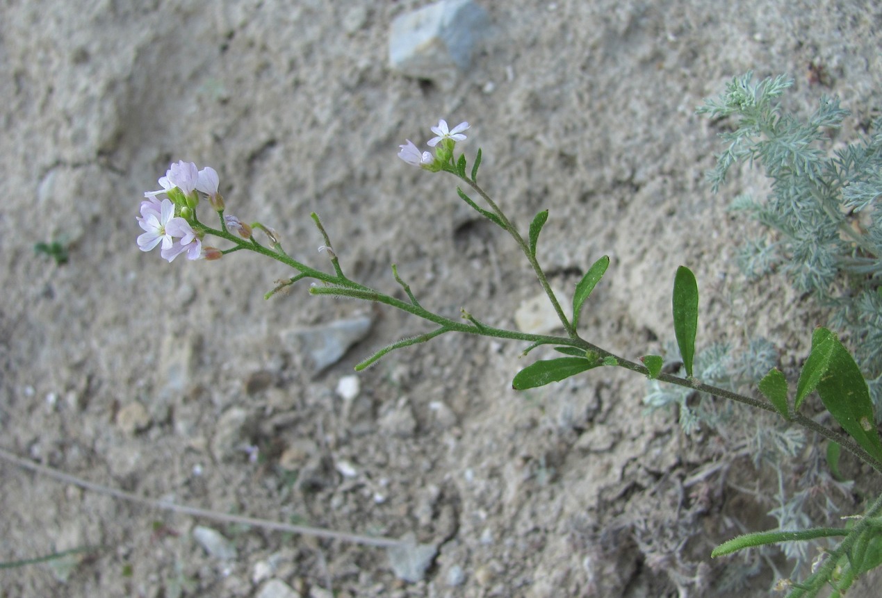 Image of Neotorularia contortuplicata specimen.