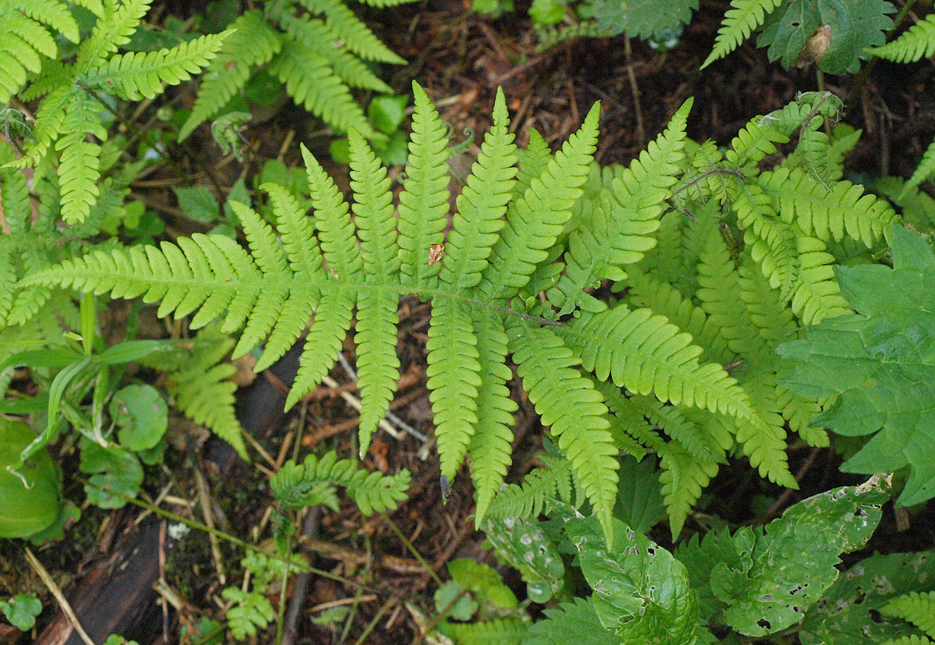 Image of Phegopteris connectilis specimen.