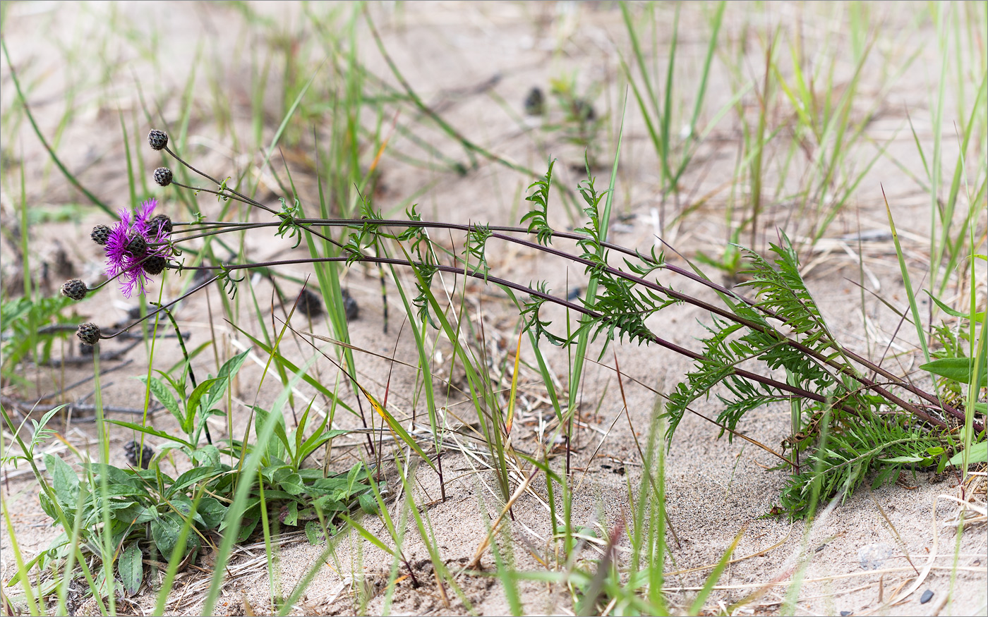 Image of Centaurea scabiosa specimen.