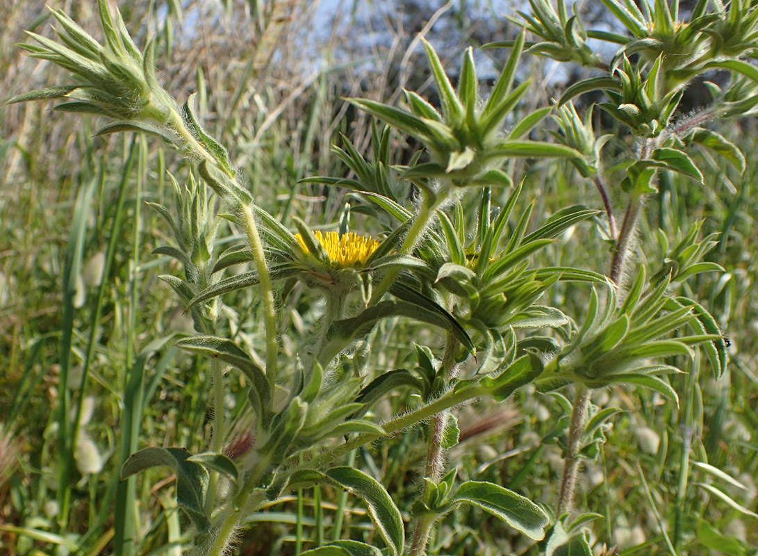 Изображение особи Pallenis spinosa.