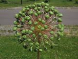 род Allium