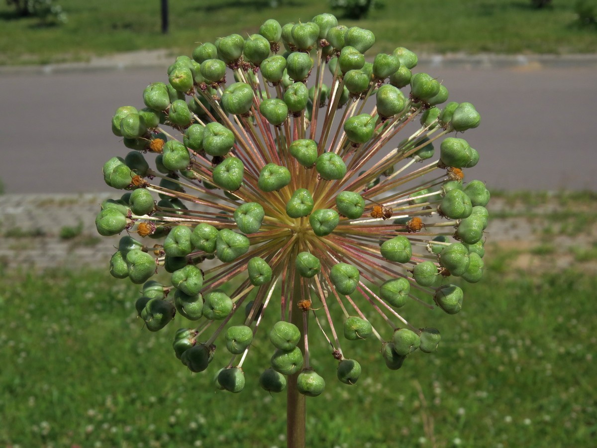 Image of genus Allium specimen.