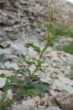 Persicaria scabra. Побег с соцветиями. Псковская обл., Псковский р-н, окр. погоста Выбуты, берег р. Великая, каменистая россыпь у подножья известнякового обрыва. 26.06.2018.