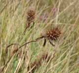 Trifolium hirtum. Веточка прекратившего вегетацию растения с соплодием. Краснодарский край, г. Новороссийск, водосборная зона Суджукской лагуны, луговое сообщество в ложе пересыхающего ручья. 01.08.2018.