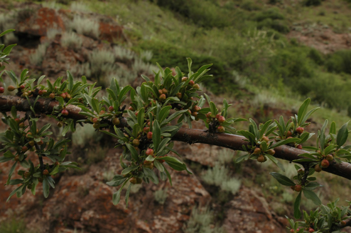 Image of Rhamnus songorica specimen.