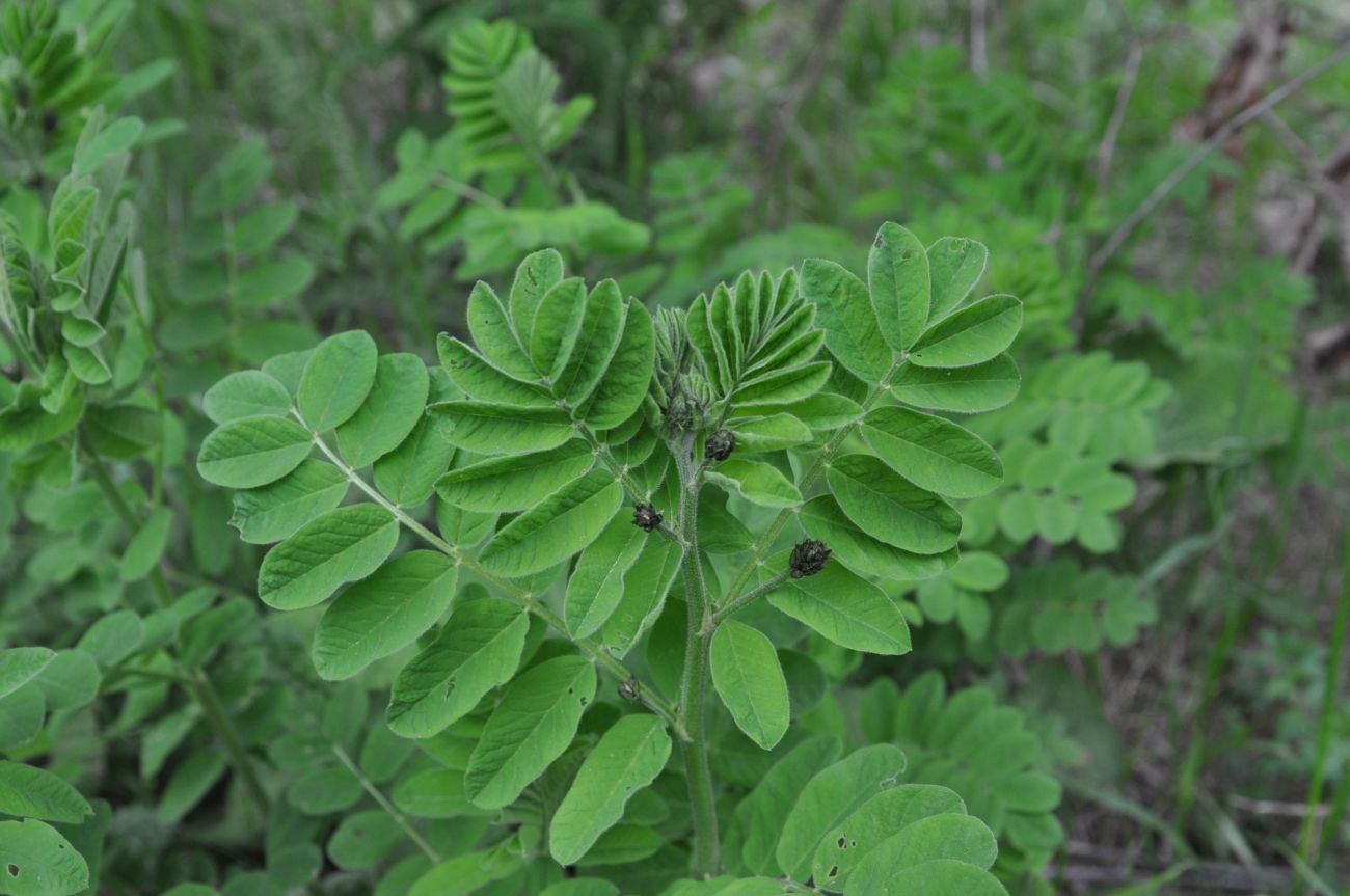 Image of familia Fabaceae specimen.