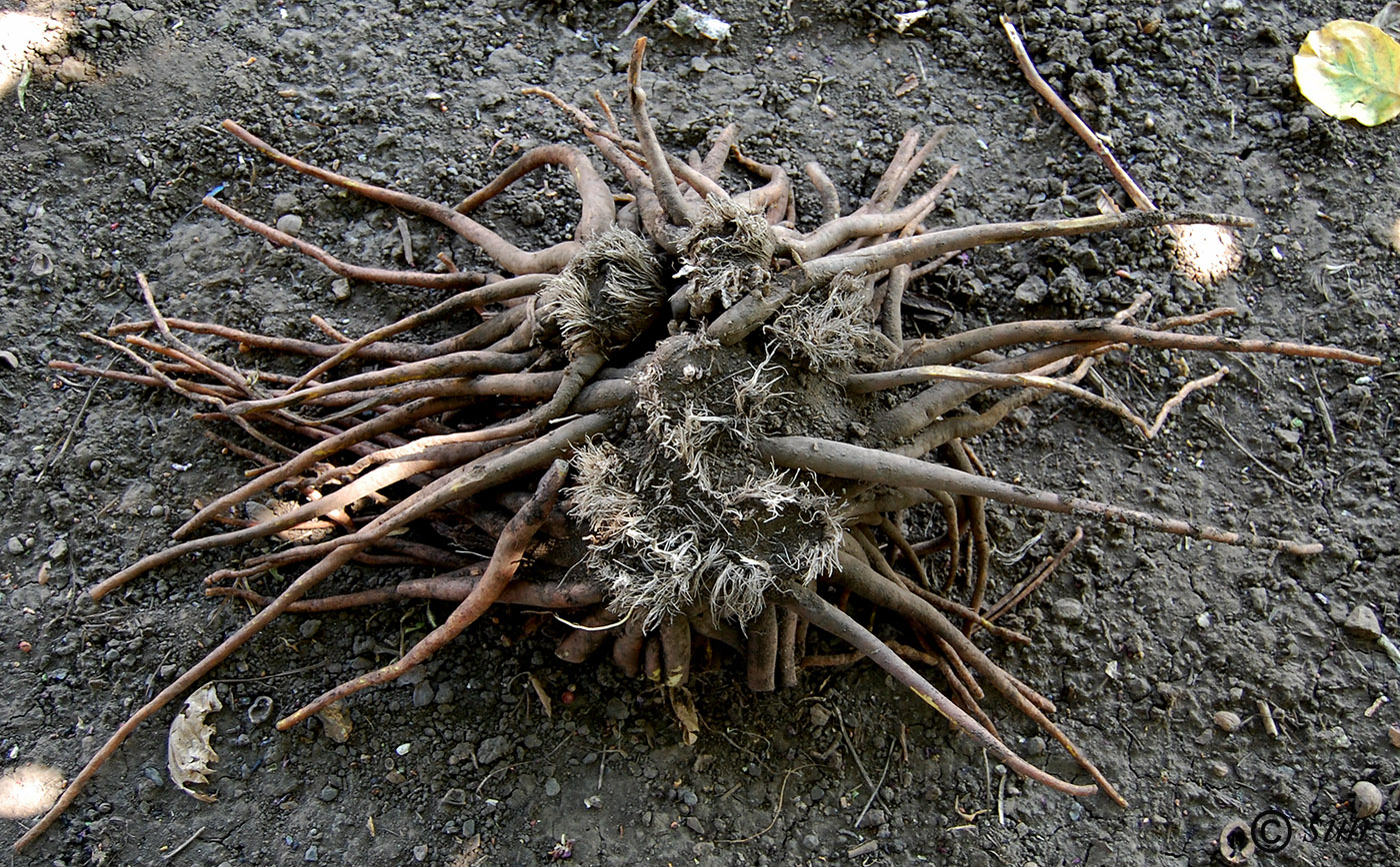 Image of Eremurus robustus specimen.