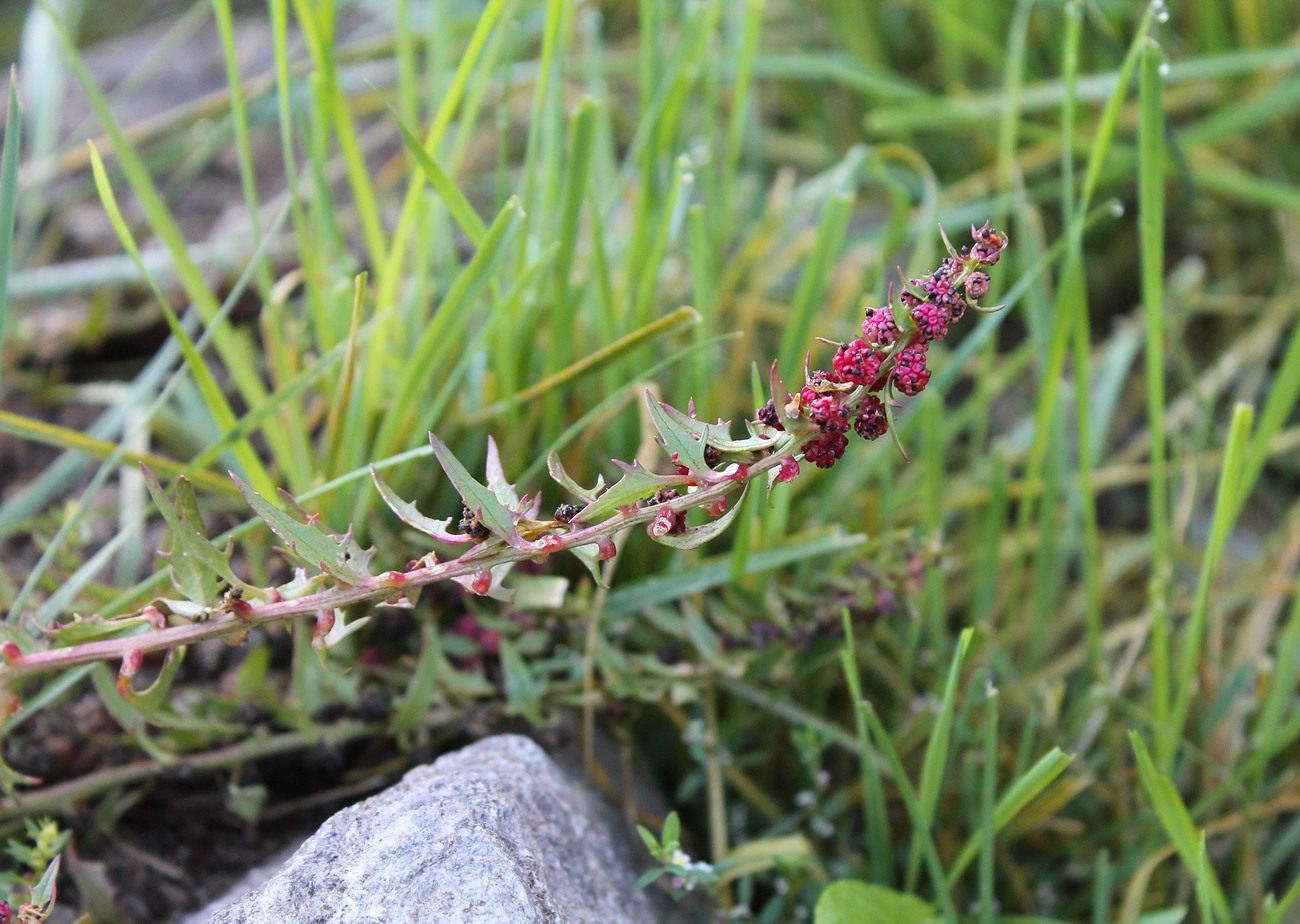 Image of Blitum virgatum specimen.